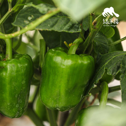 生态菜椒/韶关本地辣椒 | 绿家自产*ecological green bell pepper | Self-production 商品图4