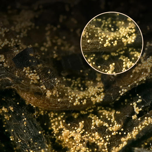 海岚香 金花白茶茶砖礼盒  品韵系列  495g/盒 商品图1