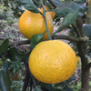 福建甜桔柚 | 似桔似柚甘甜多汁 一口尽享桔之甜柚之香 果肉脆嫩化渣新鲜爽口 商品缩略图5