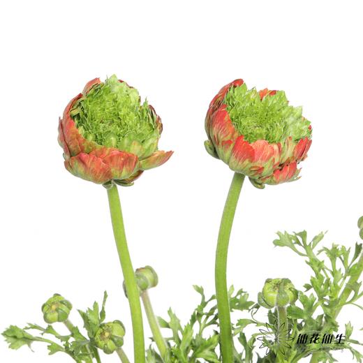 配花 | 成功洋牡丹皇冠 商品图3