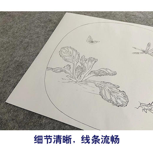 【大彩图】许迪工笔画白描底稿宋画小品《野蔬草虫图》白菜蜻蜓临摹勾线花鸟线稿GH26 商品图4