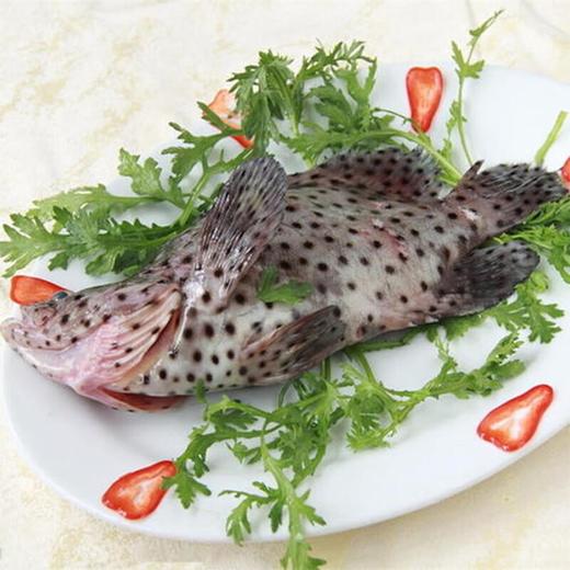 苏鼠斑鱼约1.5/条（超重补差价） 仅限群光店 /条 商品图3