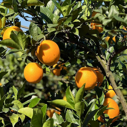 赣南脐橙【精品果】 新鲜应季水果鲜甜多汁回味无穷  10斤 商品图4