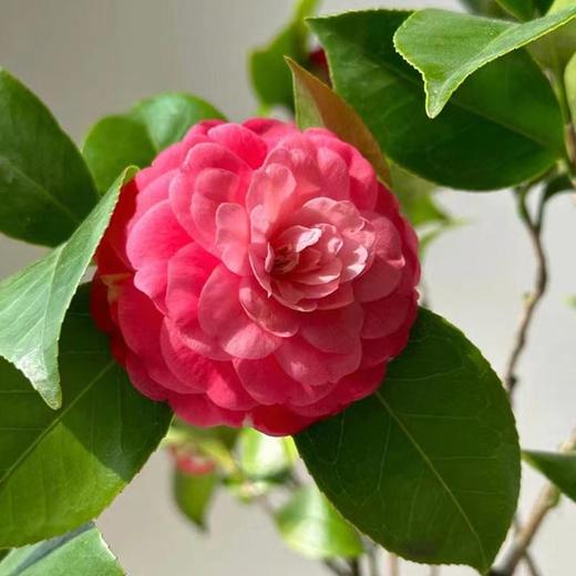 山茶花鲜切花一扎玫红色粉色 商品图4