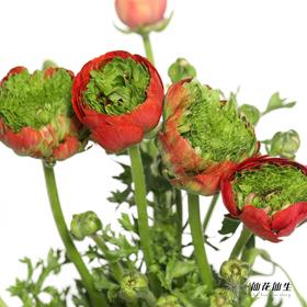 配花 | 成功洋牡丹皇冠