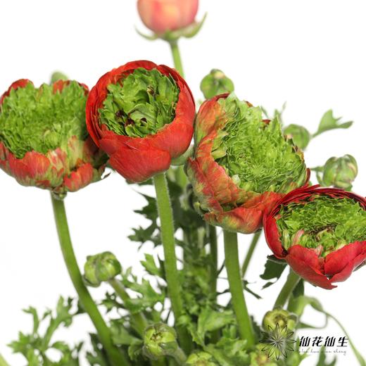 配花 | 成功洋牡丹皇冠 商品图0