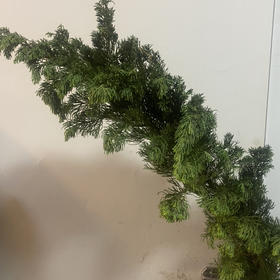 切支-龙柏松-2支