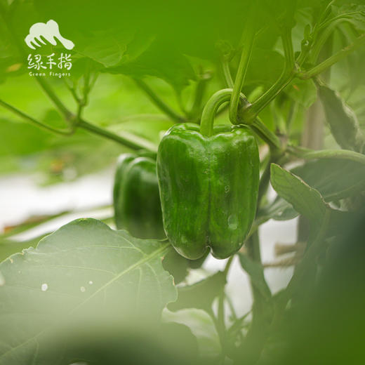生态菜椒/韶关本地辣椒 | 绿家自产*ecological green bell pepper | Self-production 商品图0