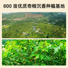 【云浮帮扶】祥聚禅沉香叶茶（代用茶）96克（3克*32）礼盒装 商品缩略图3
