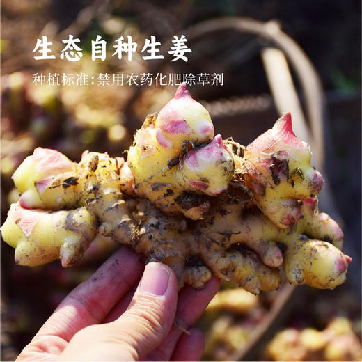 【上新】谦益香畴 干姜片100g 生态自种 自然晾晒 手工切片 姜味浓郁辛香 商品图2