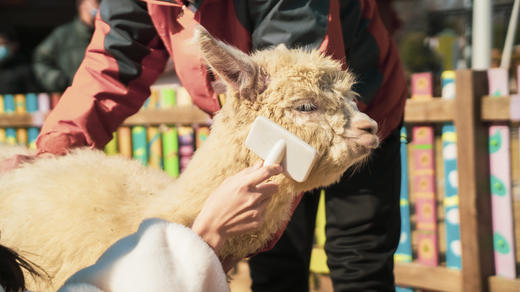 ★悦游通一价全包★￥699起/晚【上海太阳岛度假酒店】享岛屿豪华房+早餐，儿童全天悦游通，享旅拍+免费乘坐岛内巴士，另有主题豪华房可选！有效期至2025年112月30日 商品图3