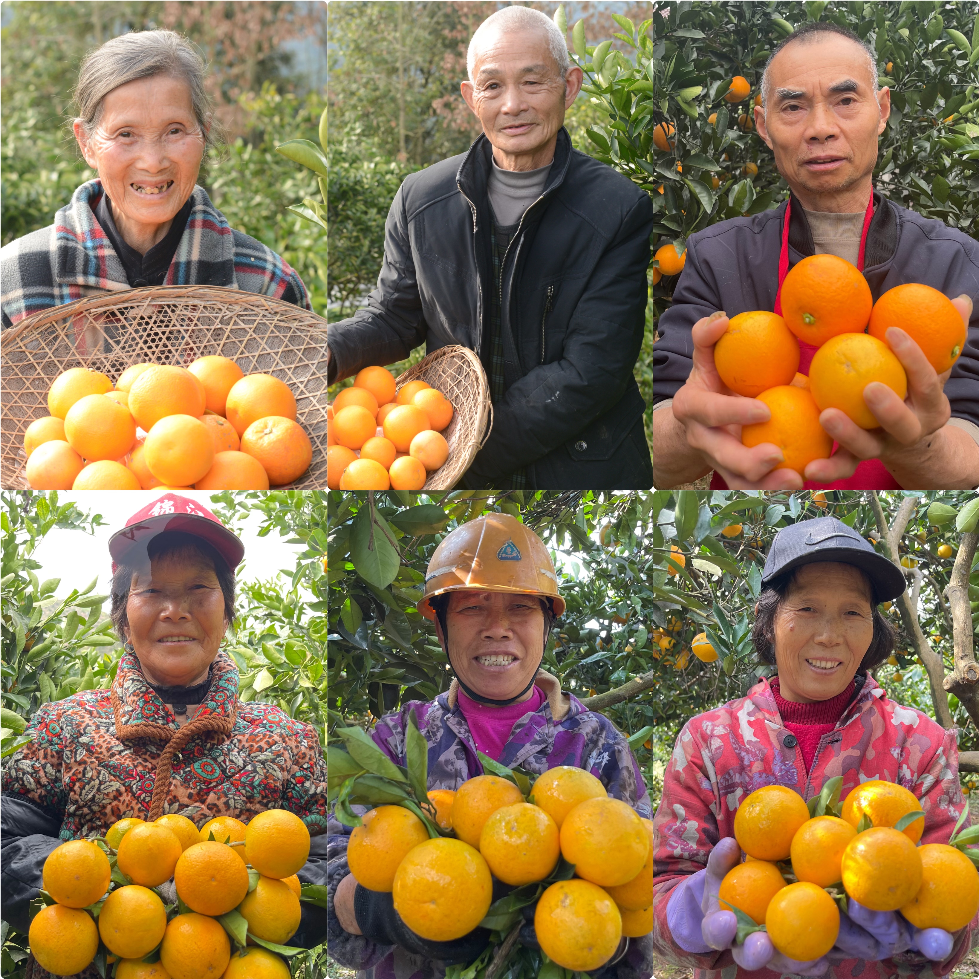 麻阳冰糖橙 | 今年的口感比往年更甜