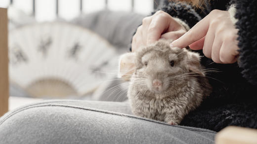 ★悦游通一价全包★￥699起/晚【上海太阳岛度假酒店】享岛屿豪华房+早餐，儿童全天悦游通，享旅拍+免费乘坐岛内巴士，另有主题豪华房可选！有效期至2025年112月30日 商品图4