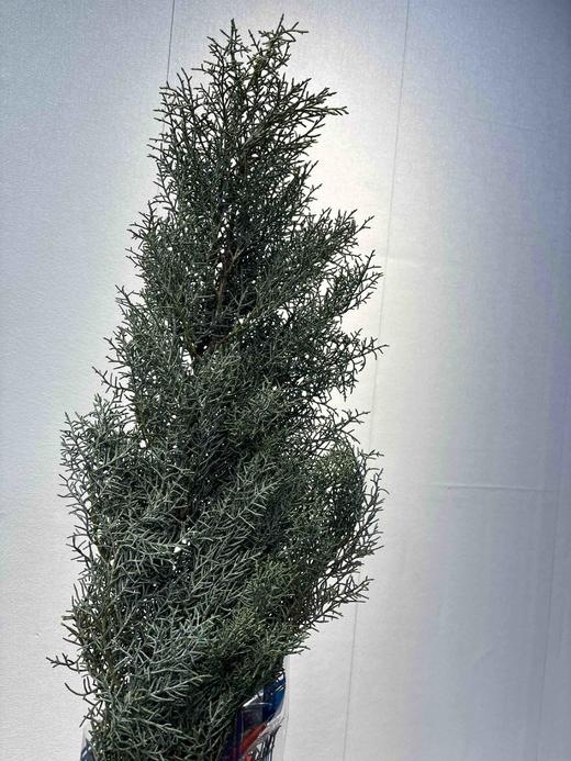 雪花松 商品图0