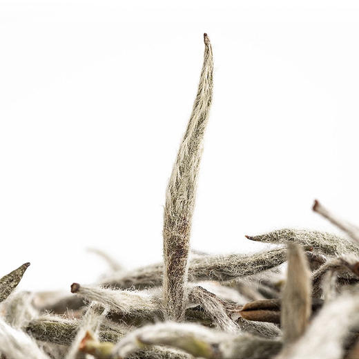 海岚香  2019年白毫银针  国风经典系 300g 商品图3