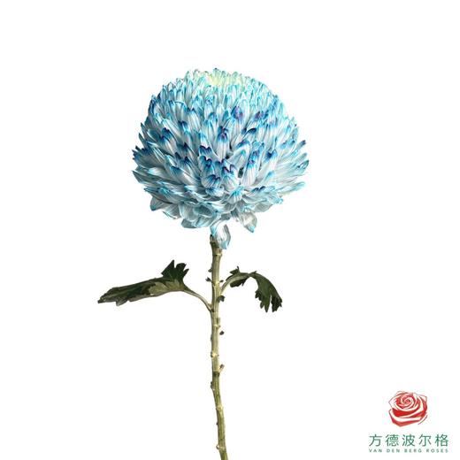 牡丹菊-炫彩浅青色 商品图1