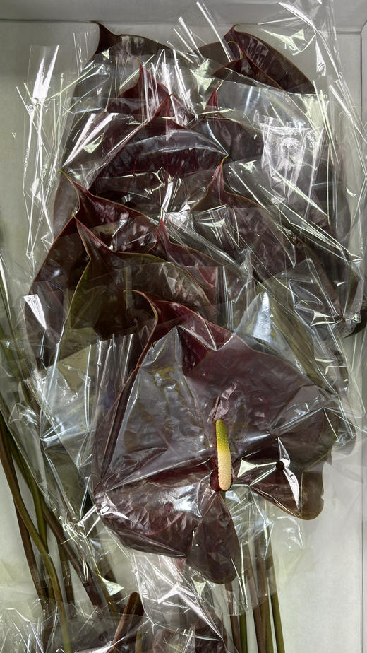 【绿光彩掌】映时 咖啡色掌 商品图2