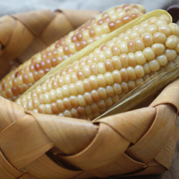 聚怀斋云南小花糯玉米3斤装 真空粘玉米 黏玉米 礼盒装 商品图2