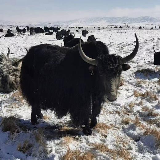 川~野生牦牛肉发顺丰 商品图1