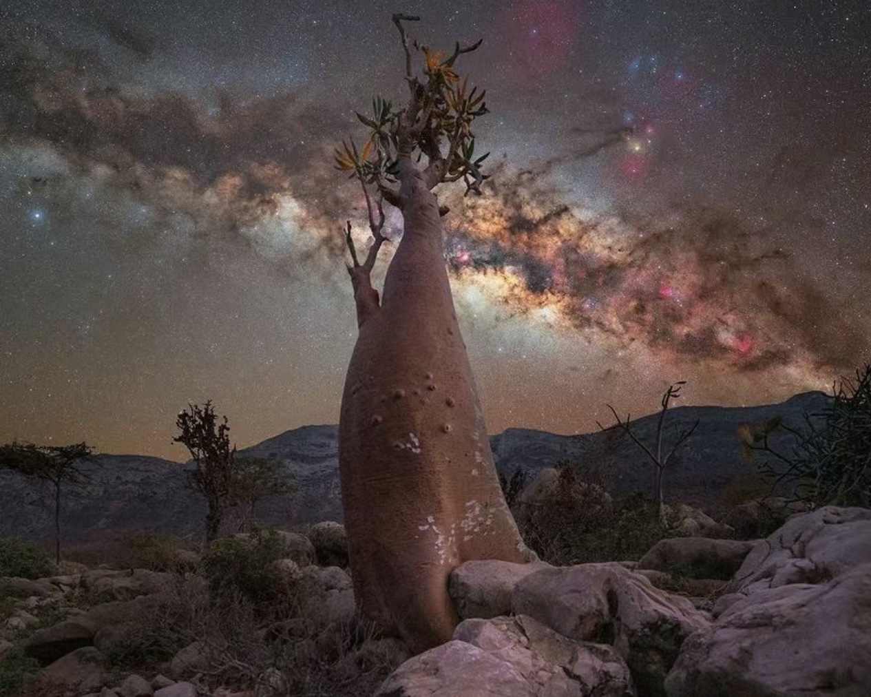【地球最神秘最美岛屿，宛如外星球】也门·索科特拉岛、龙血树森林、沙漠玫瑰10天摄影团