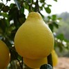 沙田柚 约1.2kg+/个 商品缩略图4