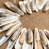 新疆马牙瓜子(原味)【500克/袋】 商品缩略图2