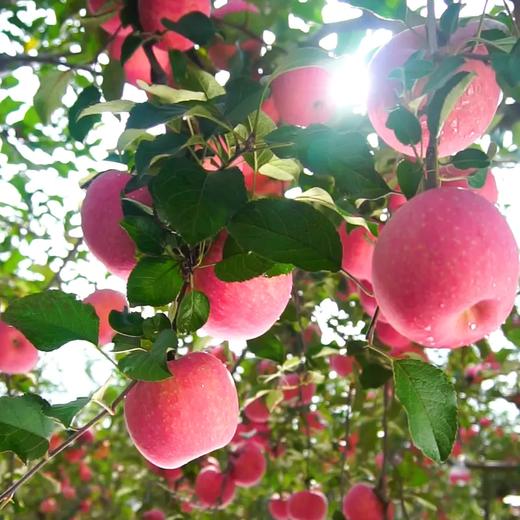 【自然搭档&东方甄选】陕西延安洛川苹果5斤装产地直发脆甜多汁 商品图9