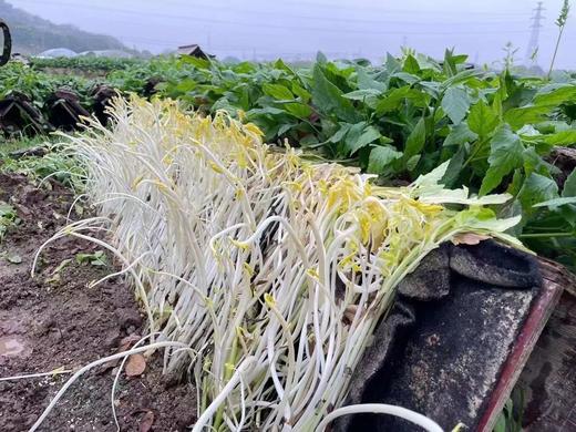 周五取货：【溧阳白芹】一份1斤左右，去根，质脆嫩、茎白、叶清香，水分多！ 商品图2