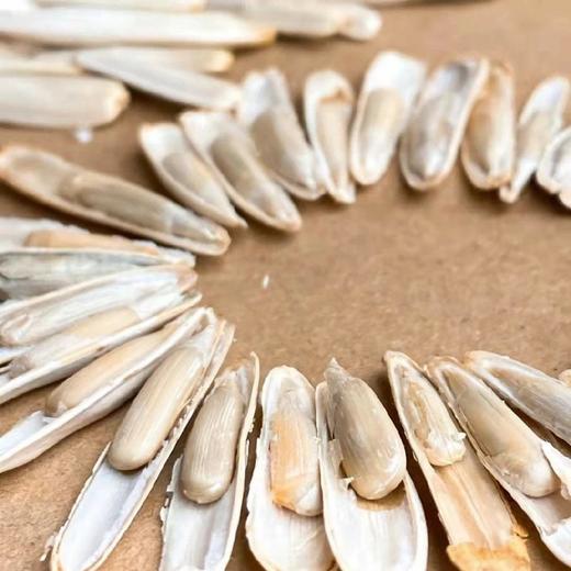 新疆马牙瓜子(原味)【500克/袋】 商品图5