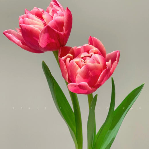 重瓣郁金香丨草莓松饼丨10支 商品图2