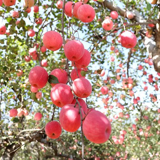 【自然搭档&东方甄选】陕西延安洛川苹果5斤装产地直发脆甜多汁 商品图8