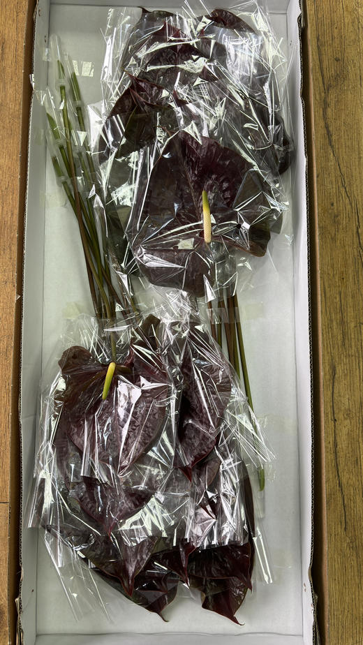 【绿光彩掌】映时 咖啡色掌 商品图3