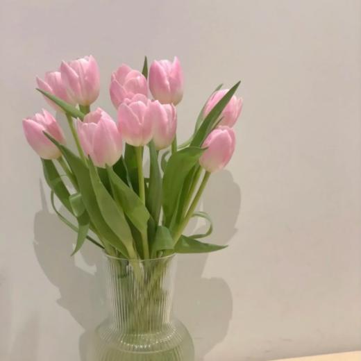 郁金香丨王朝粉丨10支 商品图3