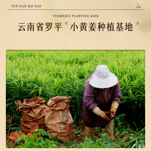 专属 云南白药·小黄姜玫瑰宫暖贴 暖宫贴 暖宝宝 恒温发热3小时 精选云南小黄姜 玫瑰 当归 龙脑4重草本精华 一贴肚子暖暖的   无纺布 柔软舒适 5贴/盒 商品图3