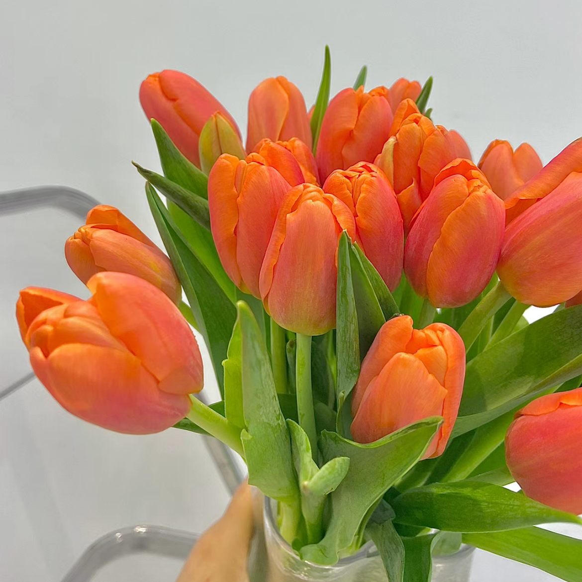 郁金香丨橙色丨10支