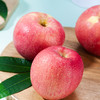 【自然搭档&东方甄选】陕西延安洛川苹果5斤装产地直发脆甜多汁 商品缩略图1