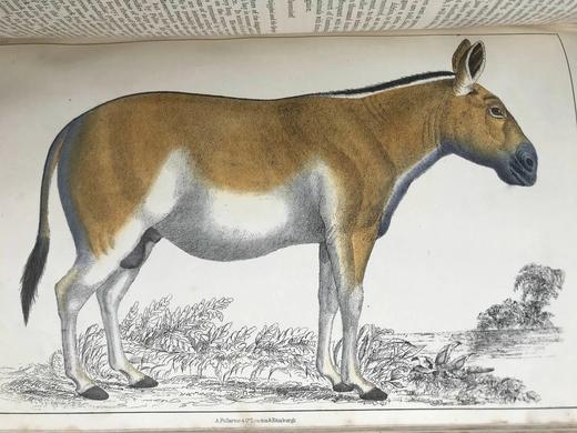 约19世纪后期 戈德史密斯《地球与自然史》（卷1） 数十幅手工上色版版画插图 真皮精装16开 商品图8