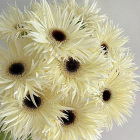 白拉丝丨品牌弗朗菊丨20支