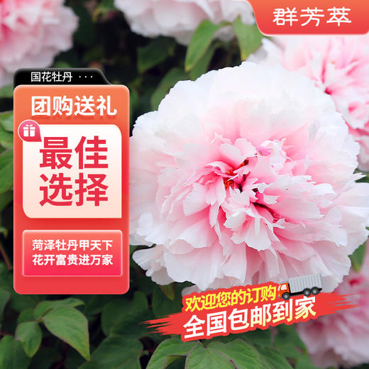 菏泽牡丹 花大色艳 花姿绰约 韵压群芳 商品图2