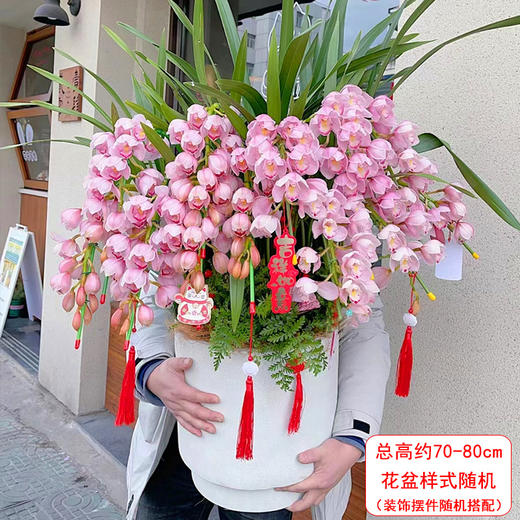 大花蕙兰盆栽-1盆室内客厅精品兰花盆景好养元旦春节年宵花卉植物带花苞送礼大气 商品图10