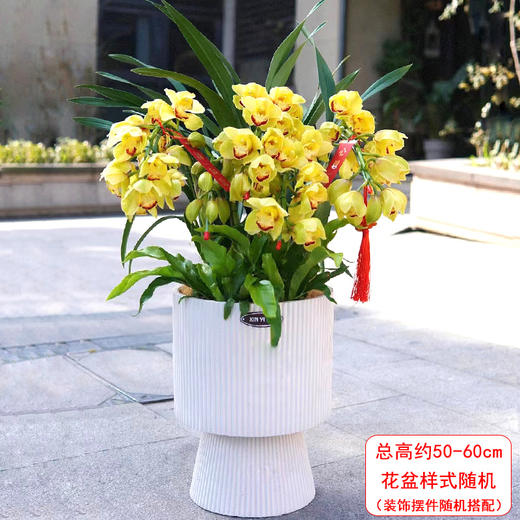 大花蕙兰盆栽-1盆室内客厅精品兰花盆景好养元旦春节年宵花卉植物带花苞送礼大气 商品图12