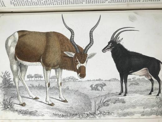 约19世纪后期 戈德史密斯《地球与自然史》（卷1） 数十幅手工上色版版画插图 真皮精装16开 商品图12