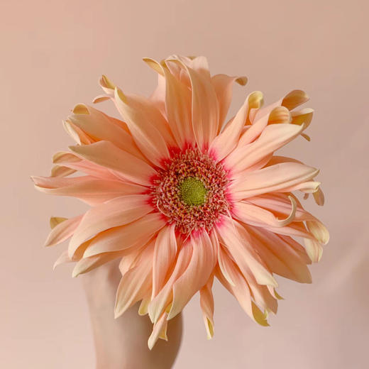 亚丁丨品牌弗朗菊丨10支 商品图1