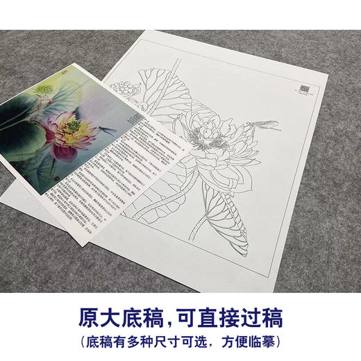 【大彩图】杨冬冬工笔画白描底稿小品《莲蕊染香尘》荷花临摹勾线花鸟线稿HD24 商品图1