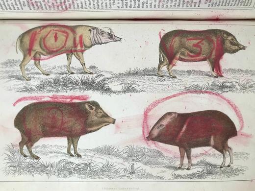 约19世纪后期 戈德史密斯《地球与自然史》（卷1） 数十幅手工上色版版画插图 真皮精装16开 商品图14