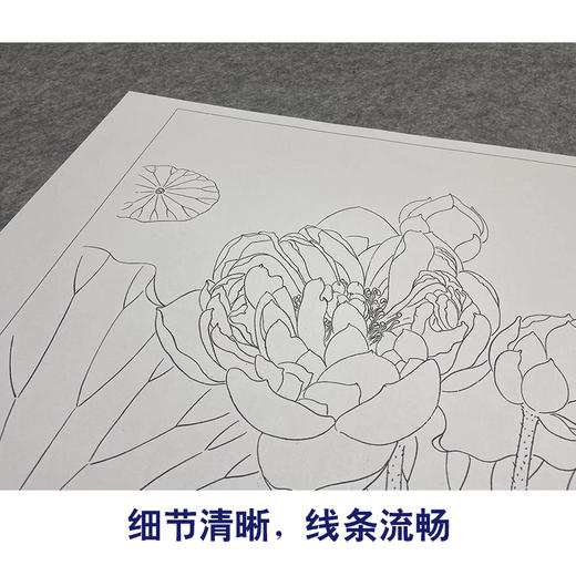 【大彩图】杨冬冬工笔画白描底稿小品《双蝶慕幽香》荷花临摹勾线花鸟线稿HD23 商品图4