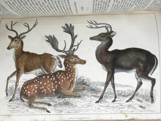 约19世纪后期 戈德史密斯《地球与自然史》（卷1） 数十幅手工上色版版画插图 真皮精装16开 商品图13