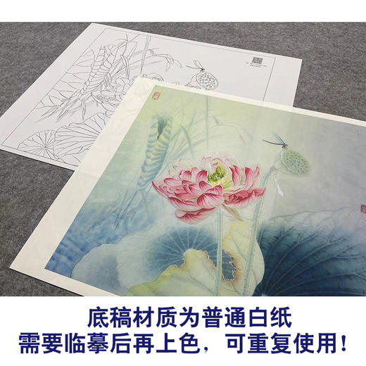 【大彩图】杨冬冬工笔画白描底稿小品《妍姿俏丽》荷花临摹勾线花鸟线稿HD21 商品图3