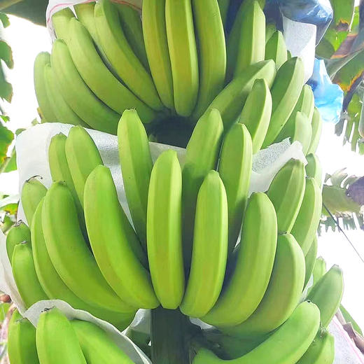 特惠活动『云南威廉斯香蕉』香甜柔糯，肉质细腻，青皮发货，需自行捂熟后食用 商品图11