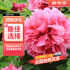菏泽牡丹 花大色艳 花姿绰约 韵压群芳 商品缩略图0